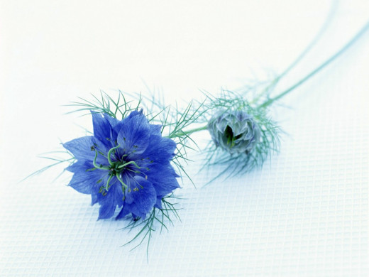 425640 (a): :1024x768